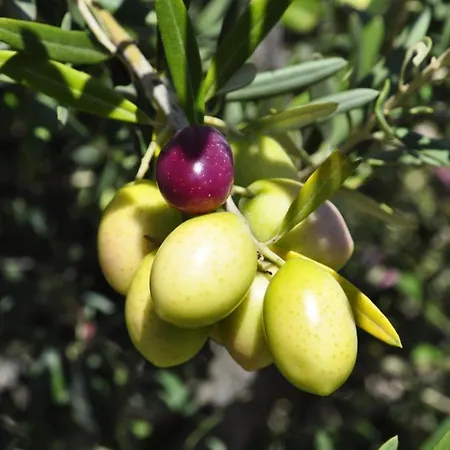 I Graniti Sardi Couette-café 3*