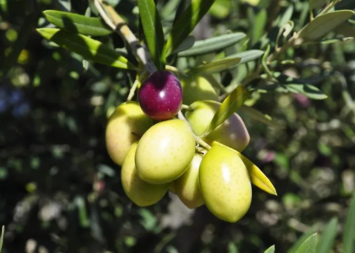 I Graniti Sardi فندق مبيت وإفطار 3*